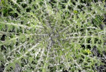 Green thistle plant in holland