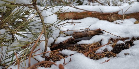 snow covered branches