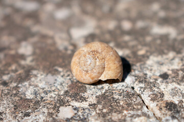 Caracol