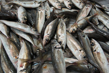 Pile of sardines offered in the Setubal market. Portugal
