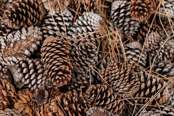 pine cones background