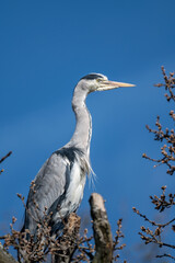 Grey heron on top of tree