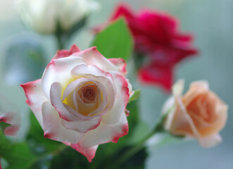 Multi-colored roses on a natural background. Selective focus.