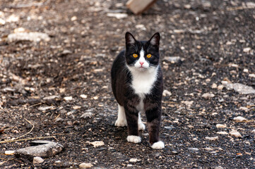 Fototapeta premium A very beautiful country cat walking around the countryside!