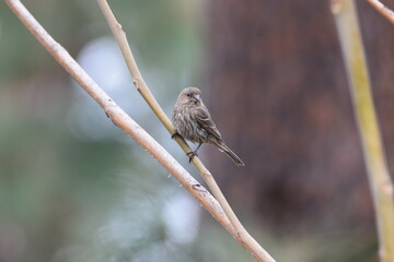Female house finch perched on tree limb.