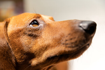 Purebred dog dachshund muzzle and head
