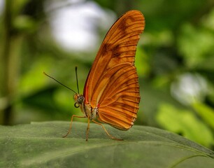 butterfly on leaf