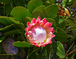 King Protea / P. Cynaroides. National flower of South Africa.