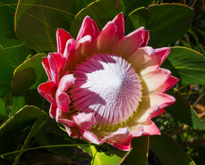 King Protea / P. Cynaroides. National flower of South Africa.