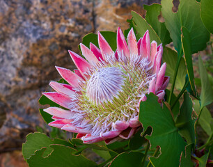 King Protea / P. Cynaroides. National flower of South Africa.