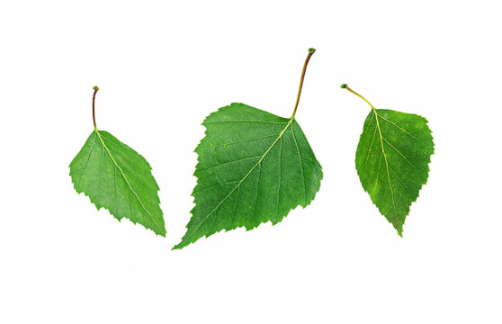 Birch leaves isolated on a white background