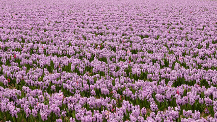 Obraz premium Purple flowering hyacinths in the Netherlands.