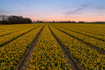 Sunset over a field of yellow rows of daffodils.