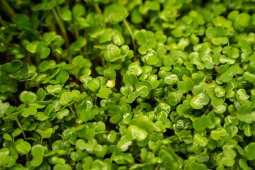 Growing microgreens in container at home. Gardener planting young seedlings in vegetable garden. Micro greens on coconut substrate. Home gardening.  Growing healthy food concept. Selective focus.