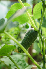 Young plant cucumber .