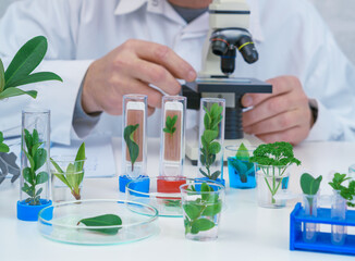Male Microbiologist looking at a  green plant  . Medical scientist working in a modern food science laboratory with Advanced Technology. Scientist examine plants - 496687176