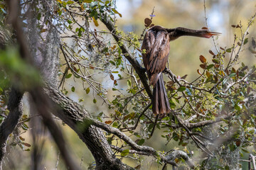 Anhinga on a Live Oak Tree