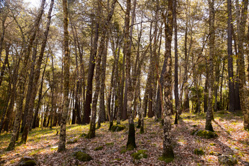 Mediterranean forest of pines and small bushes
