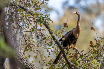 Anhinga on a Live Oak Tree