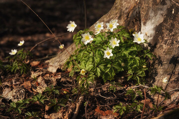 April in the Biebrza valley, anemone blooming by the tree trunk