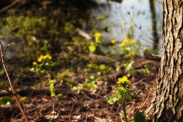 April at Biebrza, marsh-marigold in bloom by the alder trunk