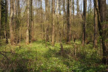 Early spring alder forest, April anemones on the forest floor