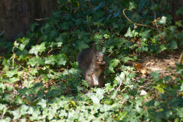 Brown squirrel sitting underneath a tree in Zurich, Switzerland