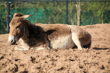 A close up of a Wild Horse