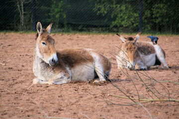 A close up of a Wild Horse
