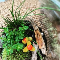 Terrarium closeup