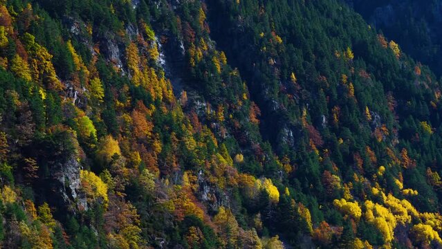Surroundings of the Urdiceto Ravine and the Bielsa Valley on the Barrosa River. Mixed forest in autumn in the Pyrenees Mountains. Huesca Province, Aragon, Spain, Europe