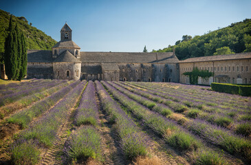 La fioritura della lavanda in Provenza