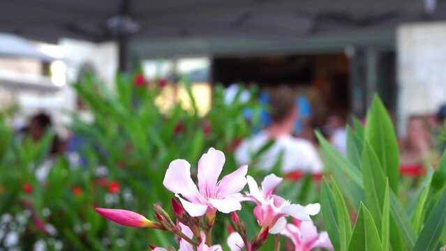 Restaurant terrace with visitors with a rose flower close-up.