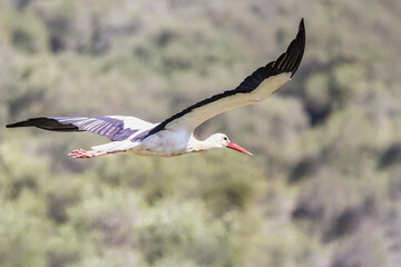 White stork, Ciconia ciconia, in fly in the forest