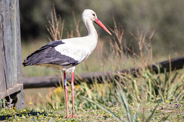 White stork, Ciconia ciconia, in the forest