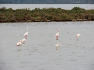 Flamands roses de l’étang du Méjean, Occitanie