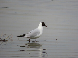 Mouette de l’étang du Méjean, Occitanie