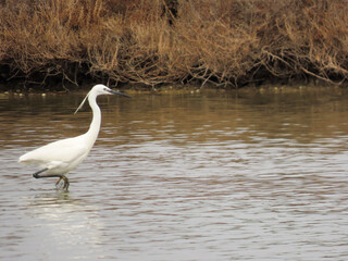 Aigrette de l'étang du Méjean, Occitanie