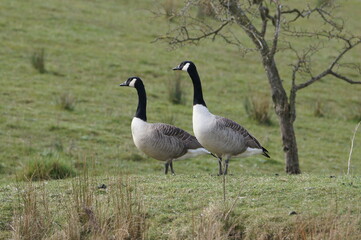 Canada Geese (Branta Canadensis) on Leeds Liverpool Canal, East Marton, Craven District, North Yorkshire, England