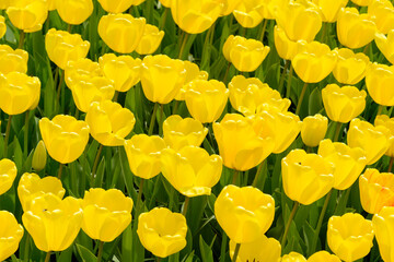 Tulpen 