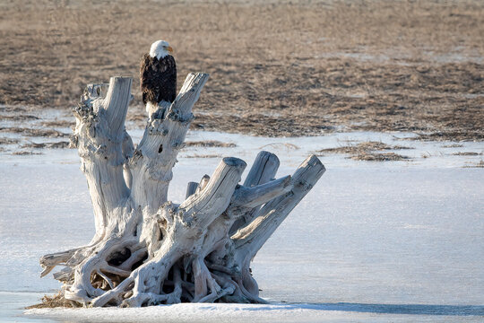 Bald Eagle Resting On A Tree Stump