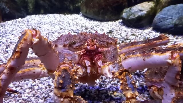 Large king crab in its natural habitat. High quality FullHD footage
