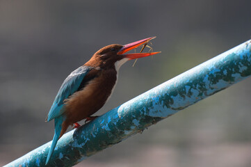 White throated or white breasted kingfisher feeding in Bharatput bird sanctuary also known as Keoladeo national park