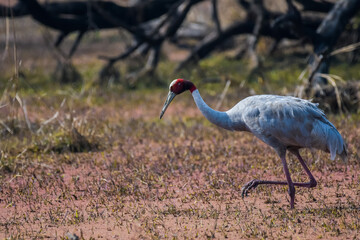 An isolated Sarus Crane ( Grus antigone) is a nonmigratory bird , taken in Keoladeo national park