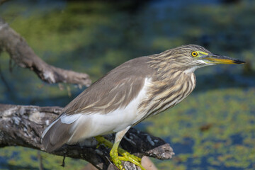 Indian pond heron or green heron portrait taken in Bharatpur bird sanctuary