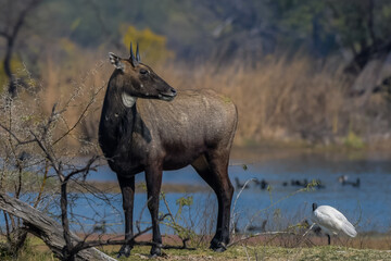 Male Nilgai or bluebuck or blue cow in Keoladeo ghana national park