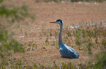 Grey heron or common heron in Bharatpur bird sanctuary Rajasthan