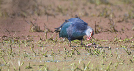 Grey headed swamphen or purple moorhen in a wetland in Bharatput