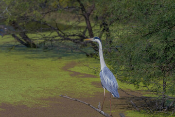 Grey heron or common heron in Bharatpur bird sanctuary Rajasthan