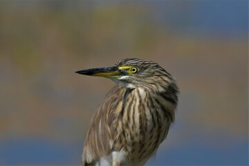 Indian pond heron or green heron portrait taken in Bharatpur bird sanctuary